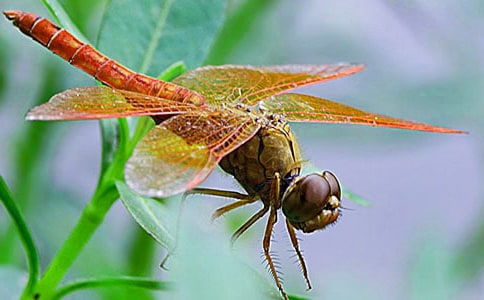 ���P���ѵ�����