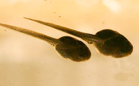 抓蝌蚪作文集合(15篇)