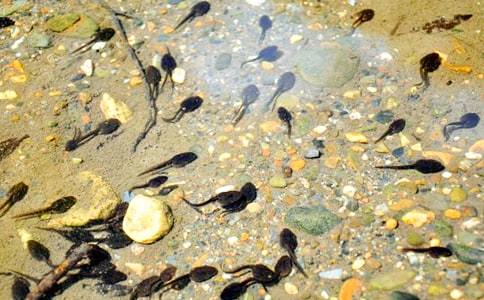 小蝌蚪歷險記作文集合8篇