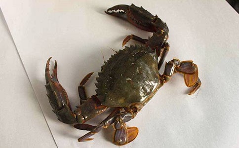 吃螃蟹