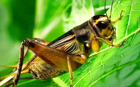 ���סլ����