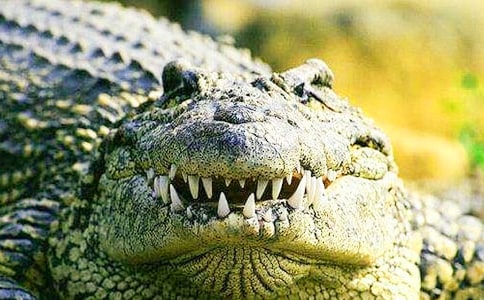 夢見吃鱷魚是什么意思