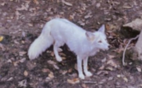 �˲���ĺ�؂�ְ��x���