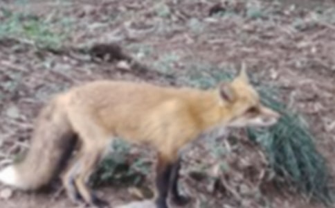 (精華)烏鴉與狐貍故事15篇