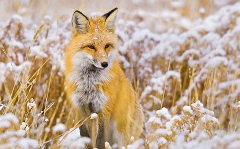 了不起的狐貍爸爸讀后感10篇