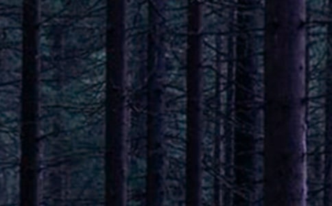 森林報讀后感(匯編15篇)