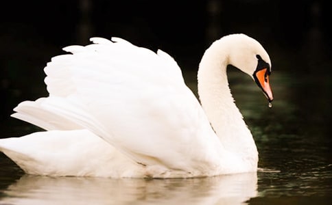 《吹小號的天鵝》讀后感【熱】