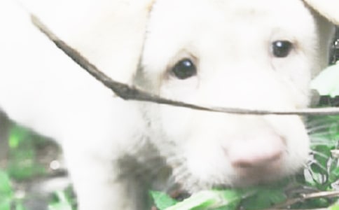 關于小狗的作文300字集合7篇