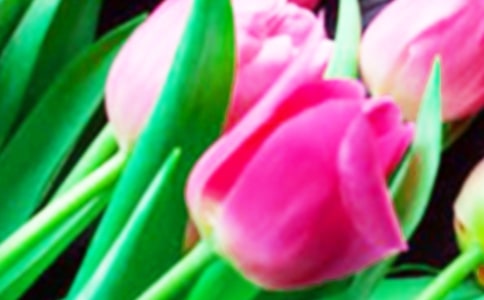 郁金香作文(實(shí)用)