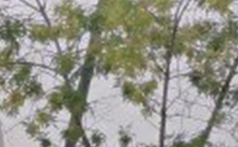 【精華】每日一句早安問候語短信45句