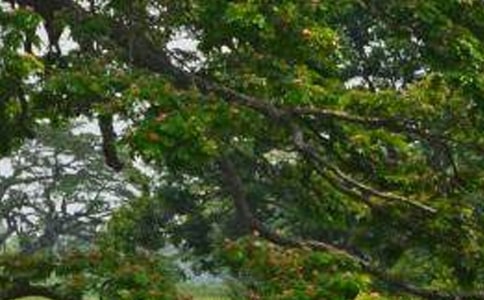 我愛家鄉(xiāng)的白楊樹寫景作文400字(通用29篇)