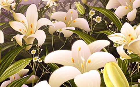 《心田上的百合花》讀后感