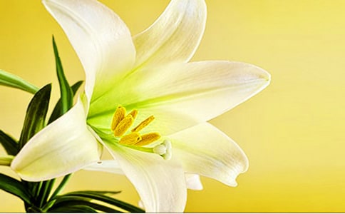 關(guān)于百合花的唯美句子