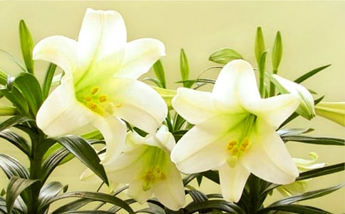 心田上的百合花開讀后感