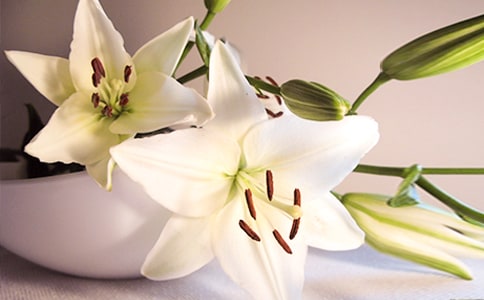 �����ϵİٺϻ��x���