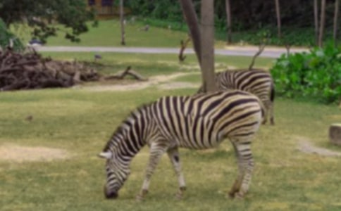 雙酚A對斑馬魚胚胎的毒性作用