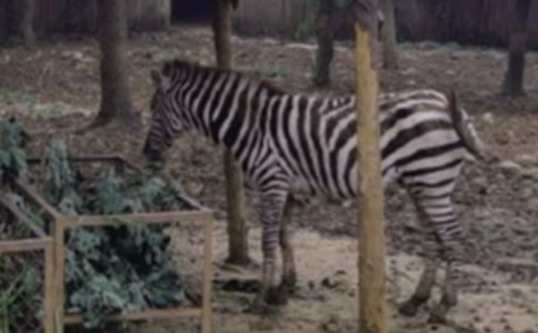 禮讓斑馬線作文