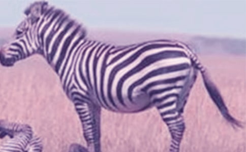 �P�ڶY׌���R��������