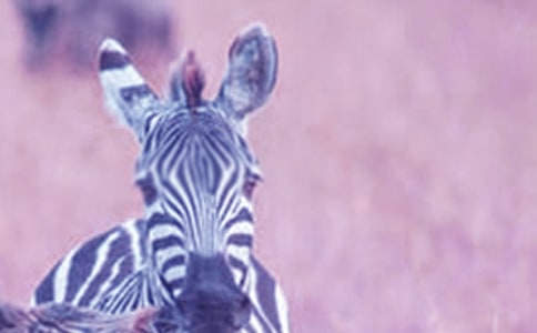 �а����g˺�N���󮋽̰����ɐ۵�С���R��