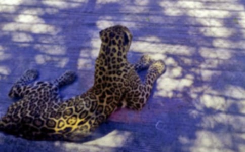 關于豹子的歇后語