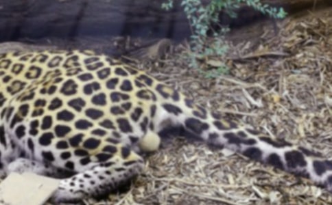 豹子身上的黑斑故事