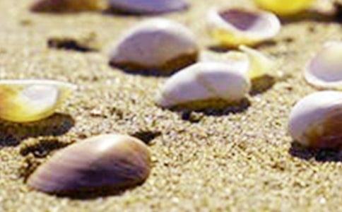 關(guān)于貝殼的作文15篇(通用)