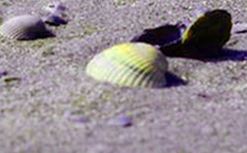 大班科學教案:各種各樣的貝殼