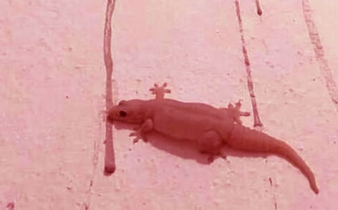 С�ڻ���β��С����