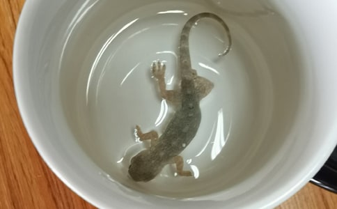 �ڻ�����������