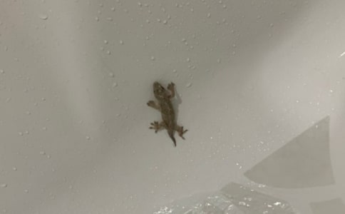 С�ڻ���β��