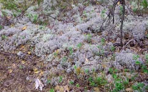 冰雹即景-寫景作文600字