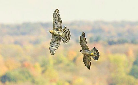 �ϲ��n�������