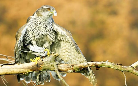 綠水蒼鷹守魚屋散文