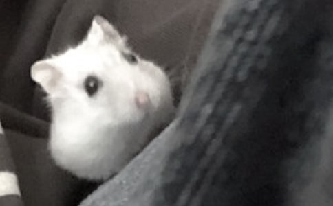 �ɐ۵�С�}�����ġ����A��