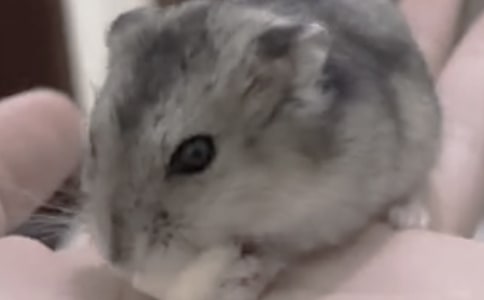 �ɐ۵�С�}�����ģ���Ʒ��