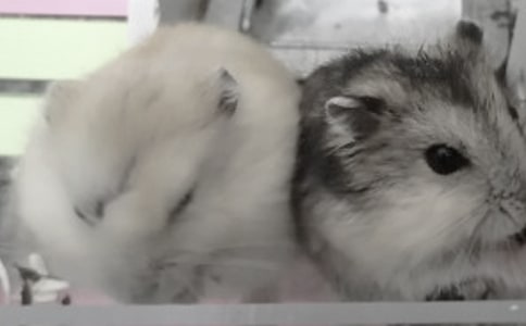 【熱】可愛的小倉鼠作文15篇