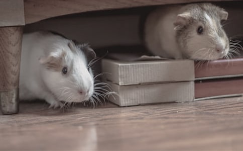 (優(yōu)秀)小倉鼠作文