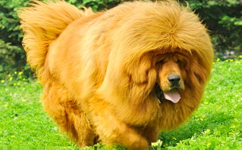 搖滾藏獒觀后感