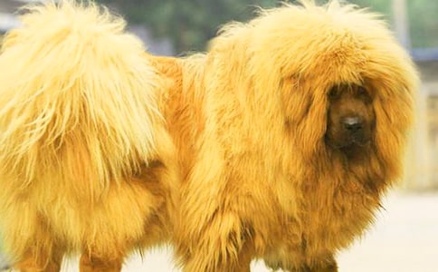 搖滾藏獒觀后感7篇