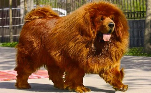 藏獒多吉觀后感