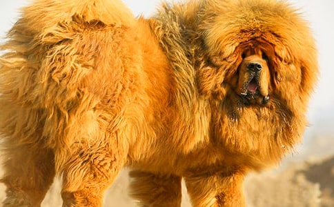 養藏獒創業致富的回族大學生