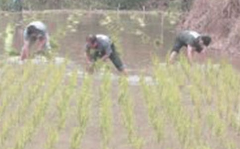 ���꼉�������������