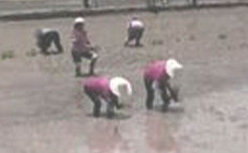 插秧的作文15篇【精華】