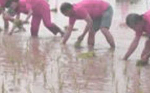 一年級下冊《插秧》教學(xué)實(shí)錄與評析