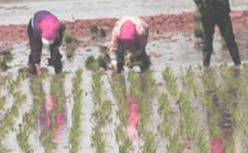 插秧400字四年級作文(精選40篇)