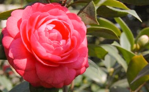 ������ɽ�軨���ąR����15ƪ��