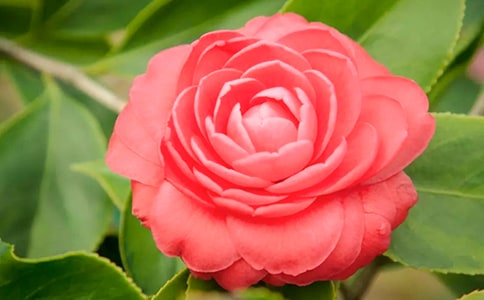 ������ɽ�軨���ģ�����15ƪ��