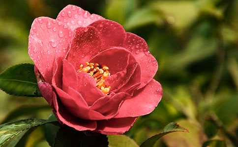 �軨��������