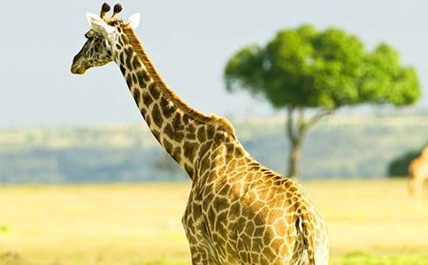 �Z�Ի�ӣ����H�H�L�i¹��