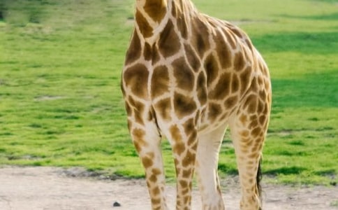 ���D��Ԓ������L�i¹����С���^��